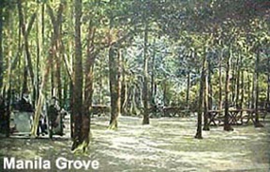 manila grove